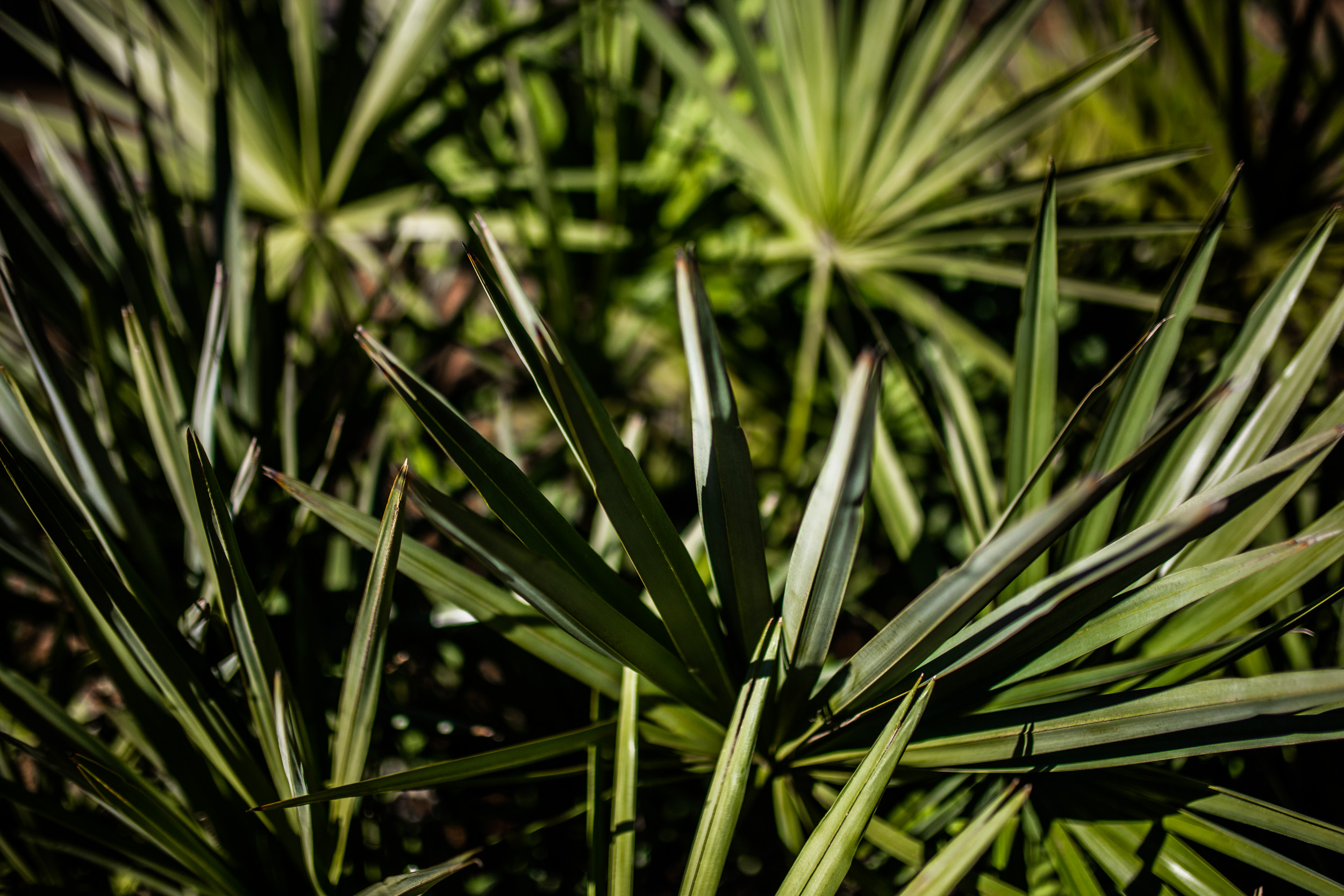 palm fronds